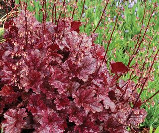 Heuchera 'Berry Marmalade' plant