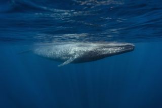 largest animals blue whale