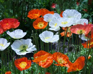 Red and white flowers of Iceland poppy