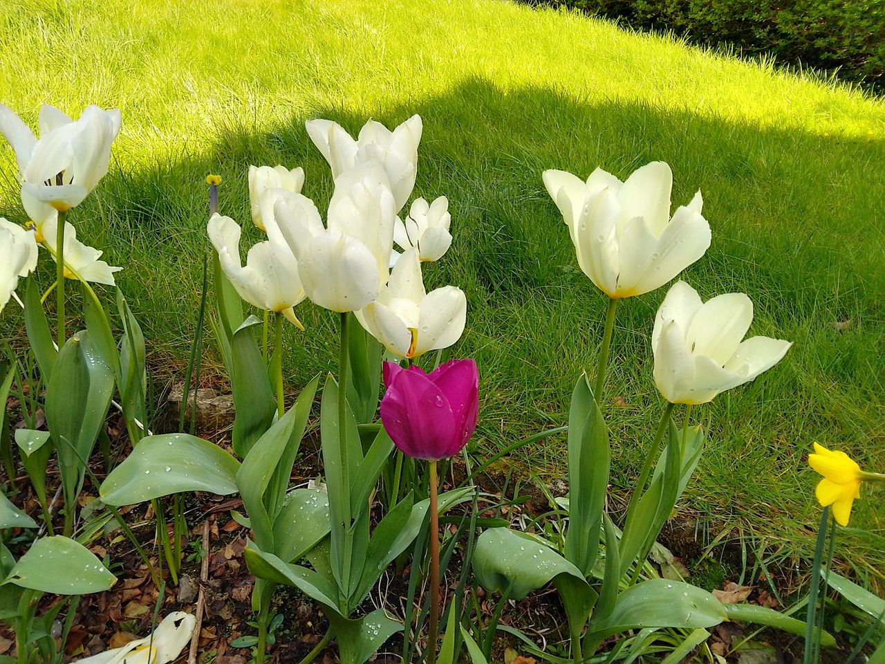 A Nokia G11 camera sample