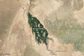The Kalahari Desert's Savuti Swamp