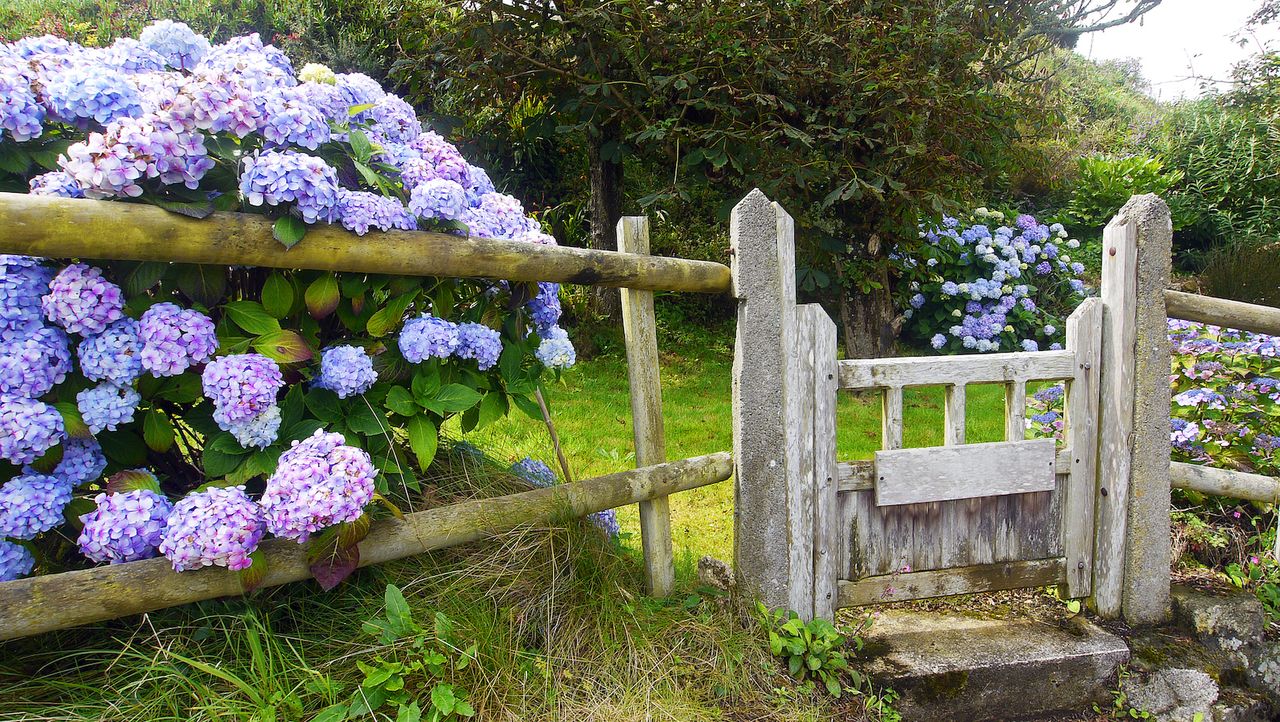 Blue and purple hydrangeas next to an old garden fence with green grass on a bright sunny day