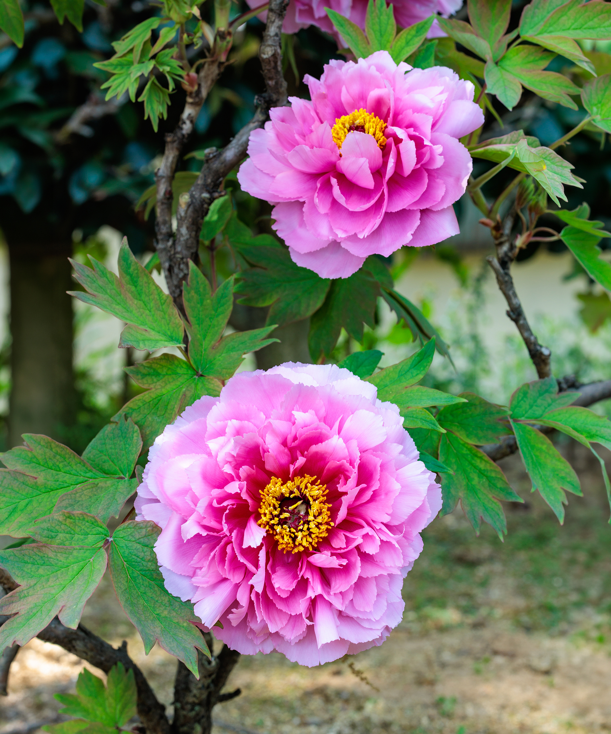 Tree peony blooming with full pink flowers