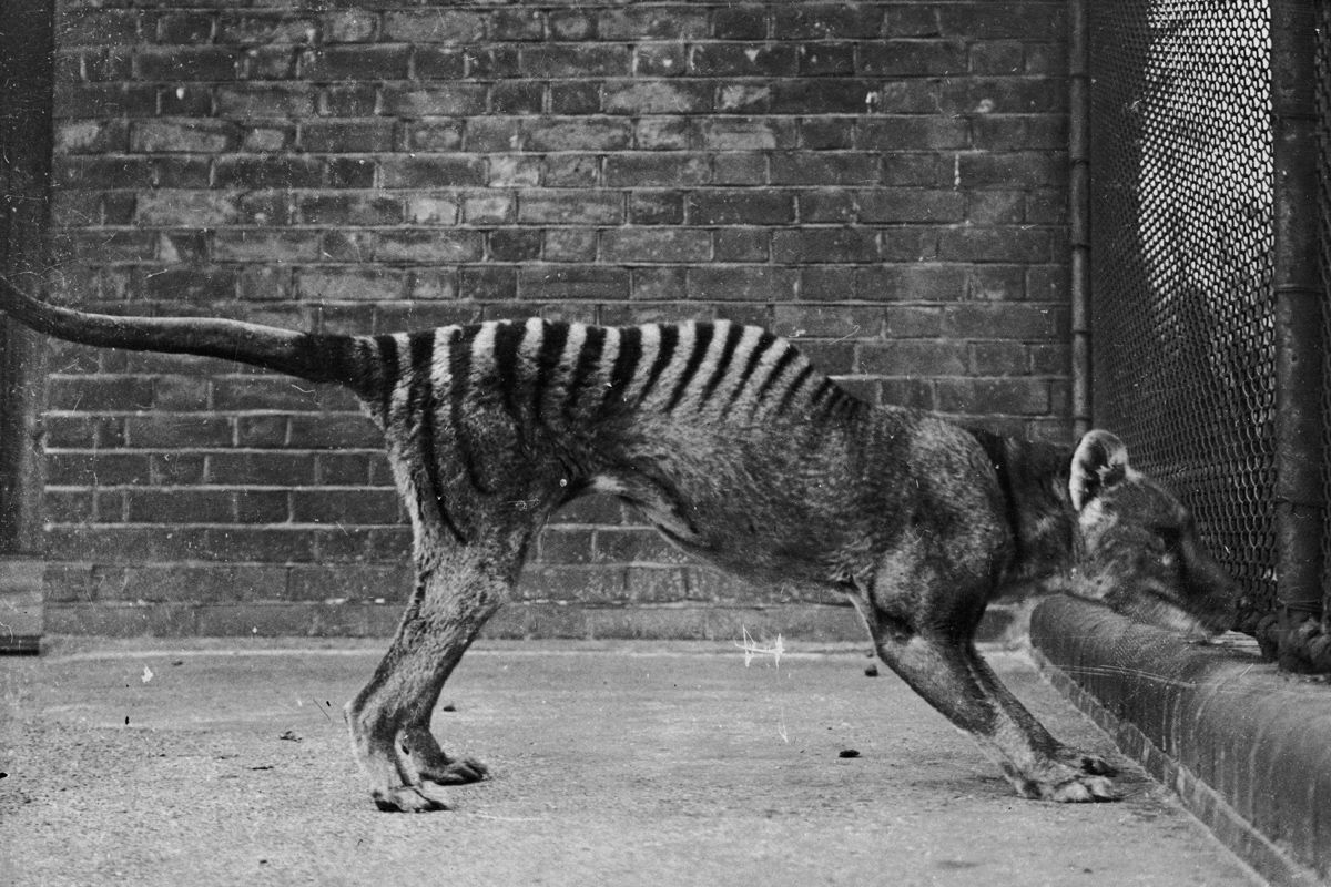 Facts About Tasmanian Tigers | Live Science