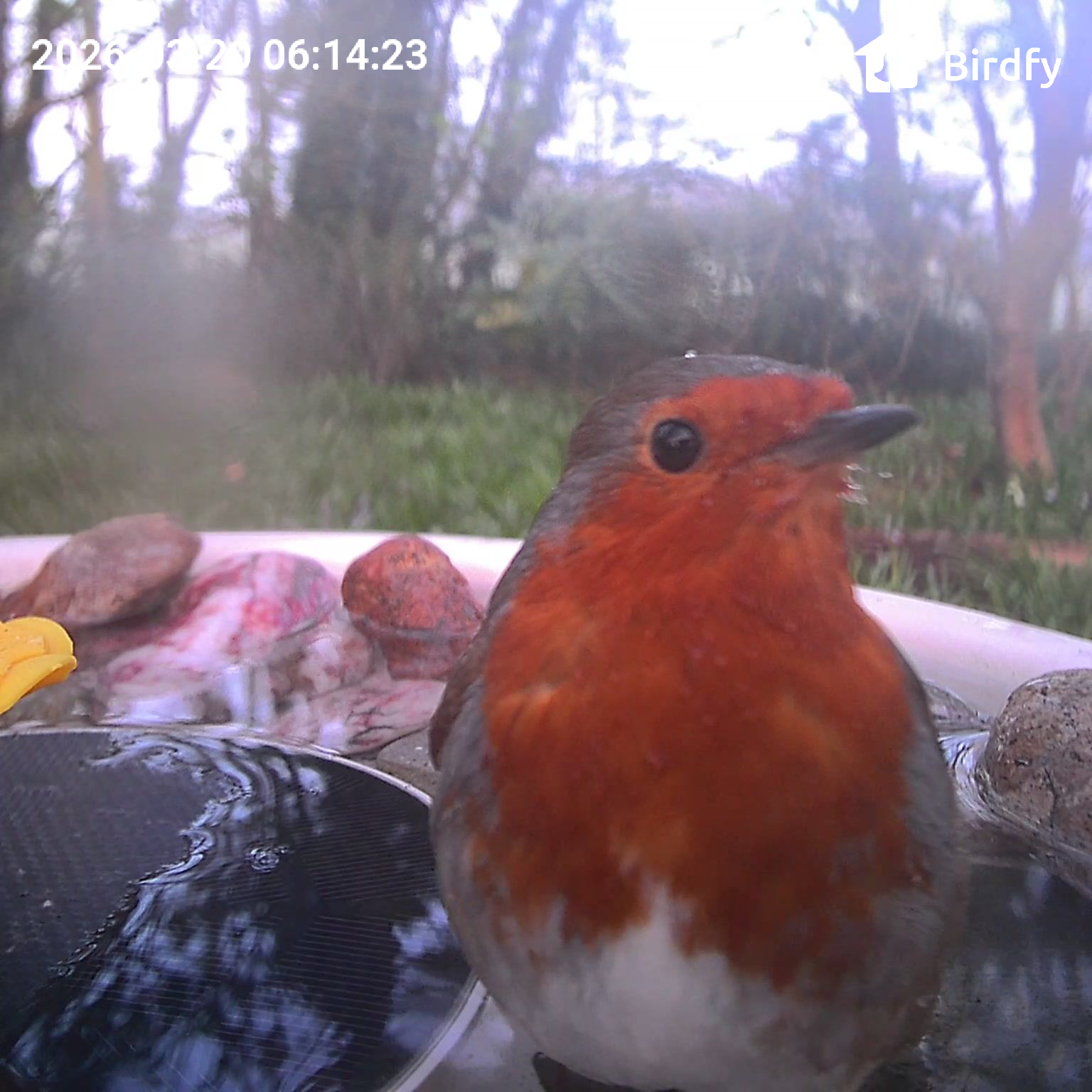 View from the Birdfy Bird Bath Pro's camera, set in a wild garden among trees, with a European Robin visiting the device