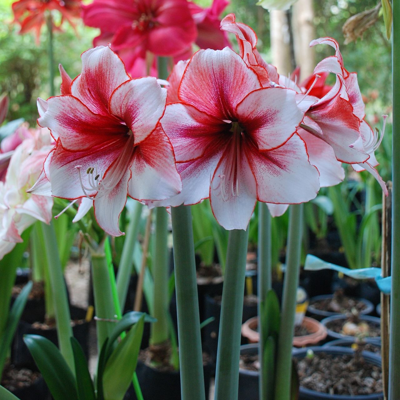 What to do with amaryllis after flowering, according to pros Ideal Home
