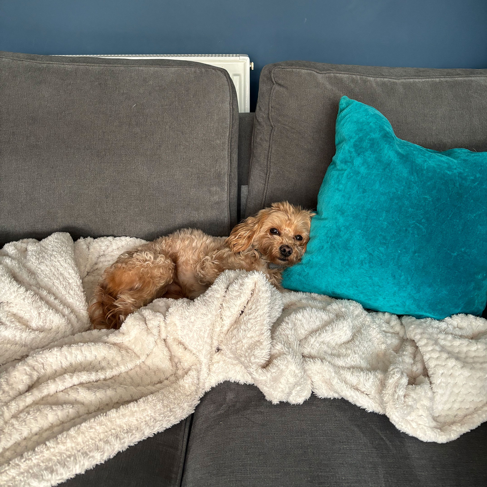 Golden maltipoo dog lying on cream throw and beside turquoise cushion on grey sofa