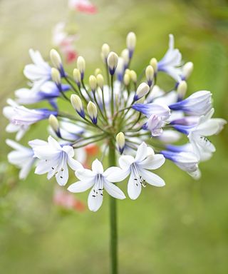 Close-up image of the beautiful summer flowering white and blue flower of Agapanthus africanus