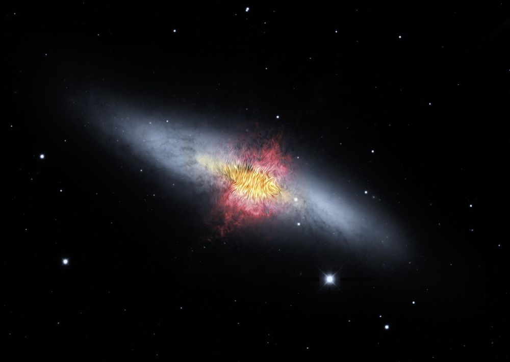 The wind created by new stars in the Cigar Galaxy (shown in red) is so strong it’s dragging the whole galaxy’s magnetic field deep into space.