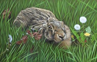 Time to Take Cover (Brown Hare) by Steven Lingham.jpg