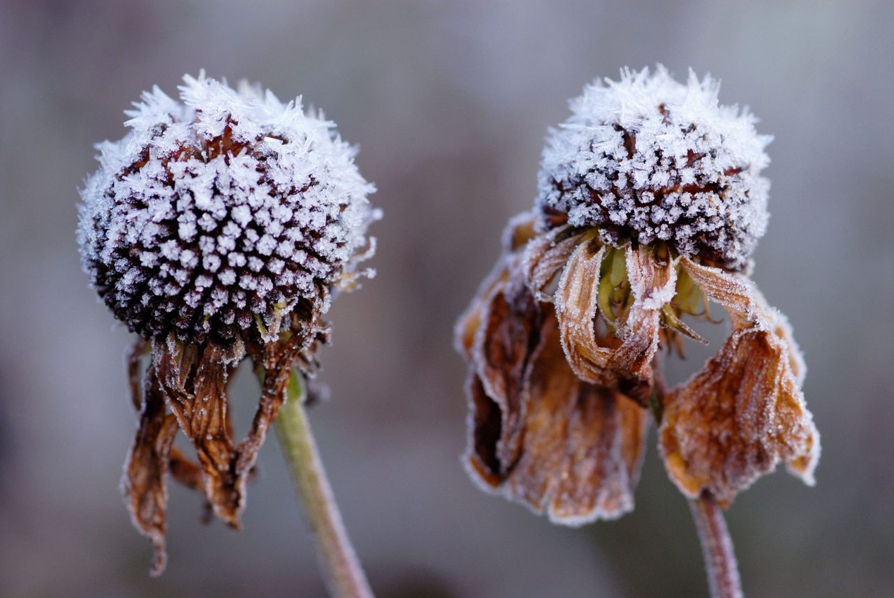 Seedheads with a coating of frost can be as beautiful as spring flowers.