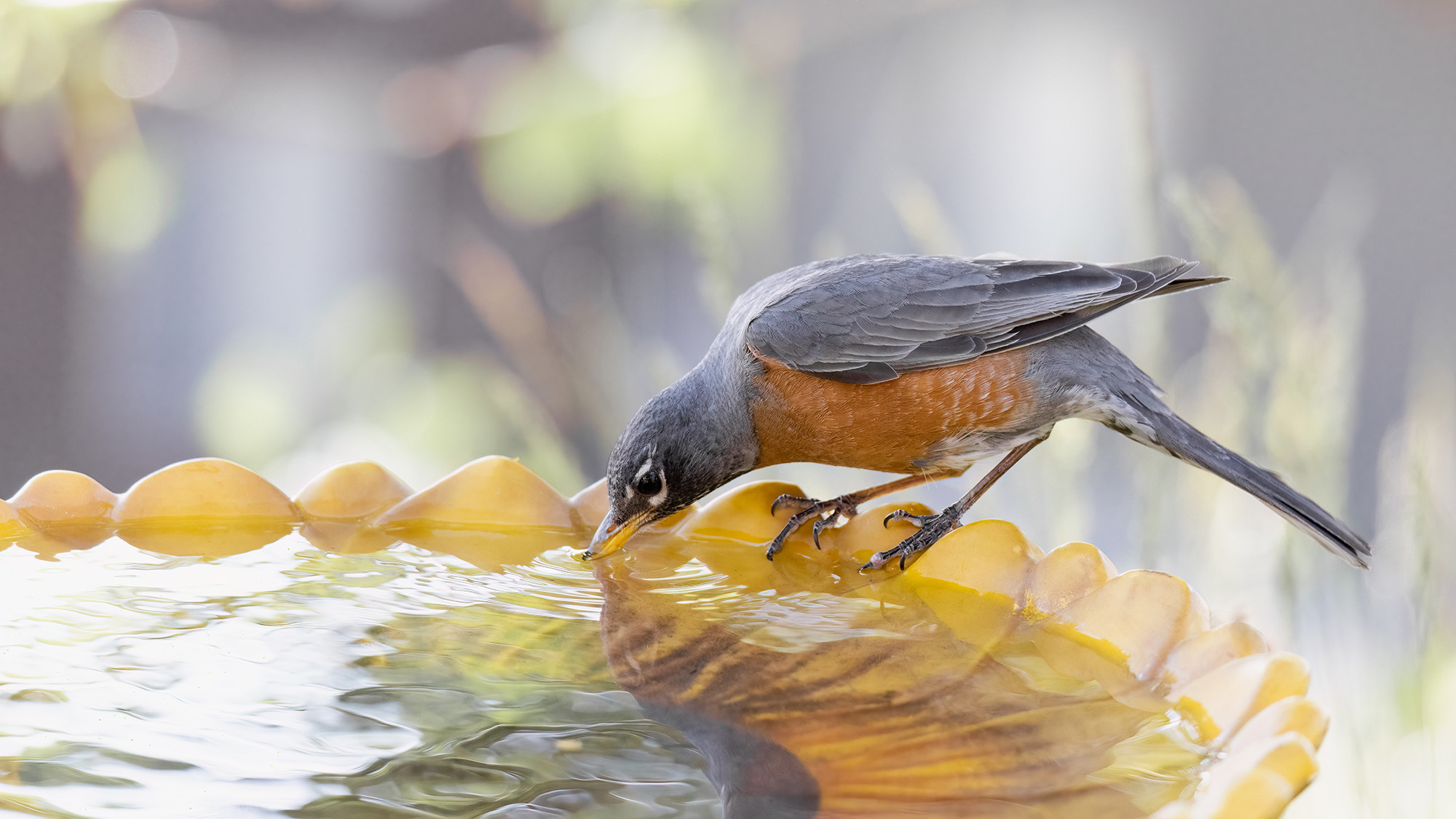 Robin drinking from birdbath