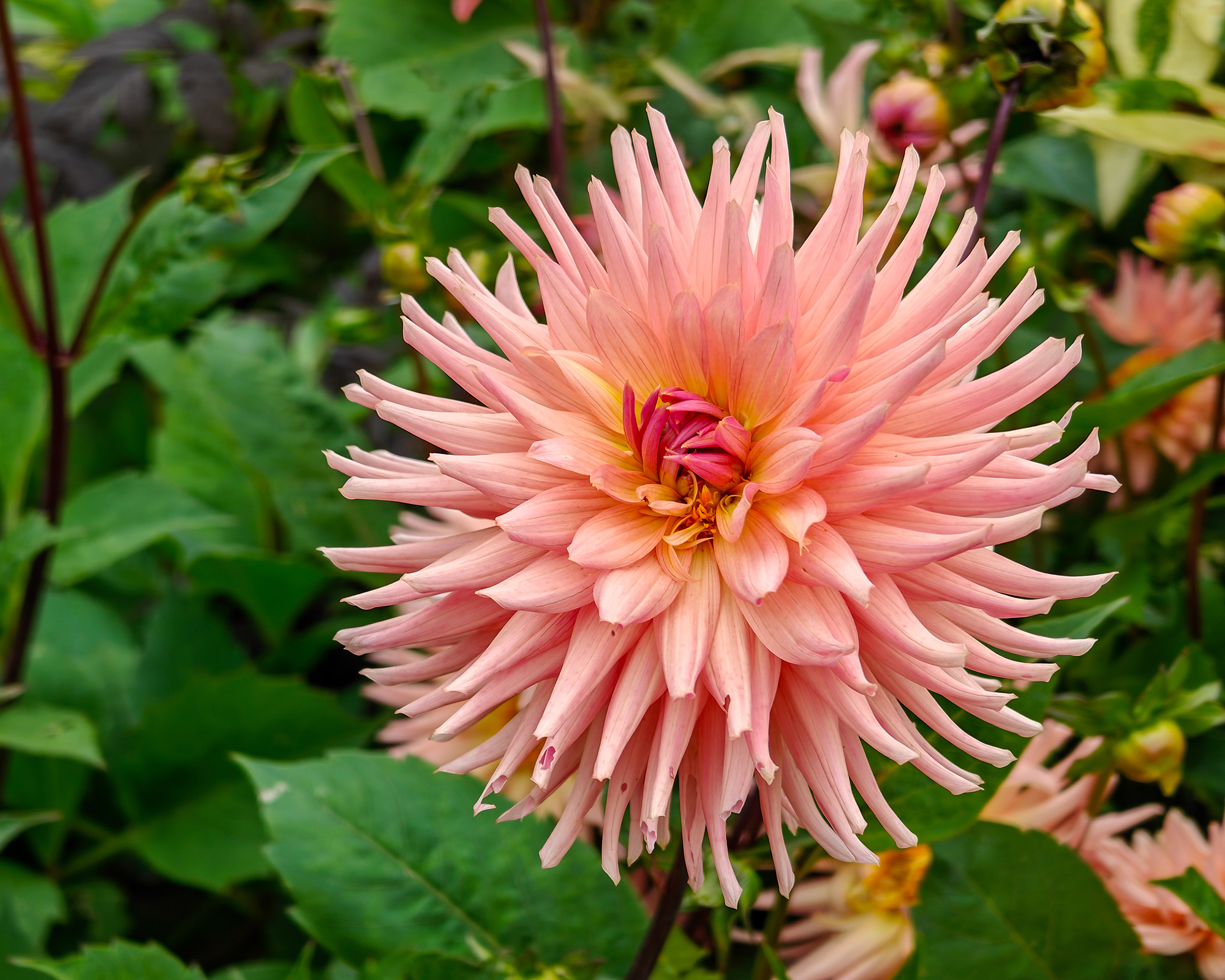 Terracotta dahlia flower