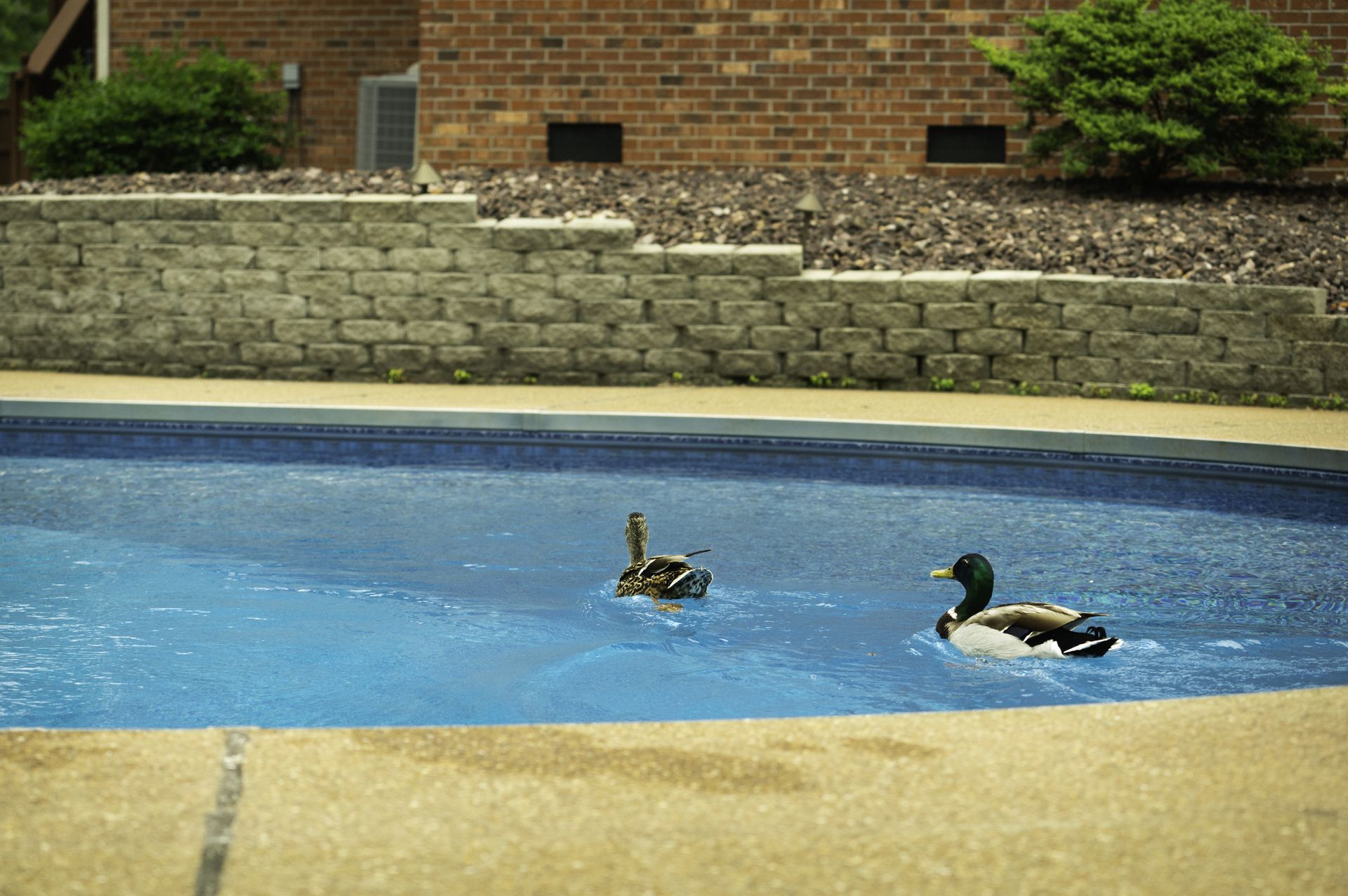 #10: Water attracts insects and wildlife