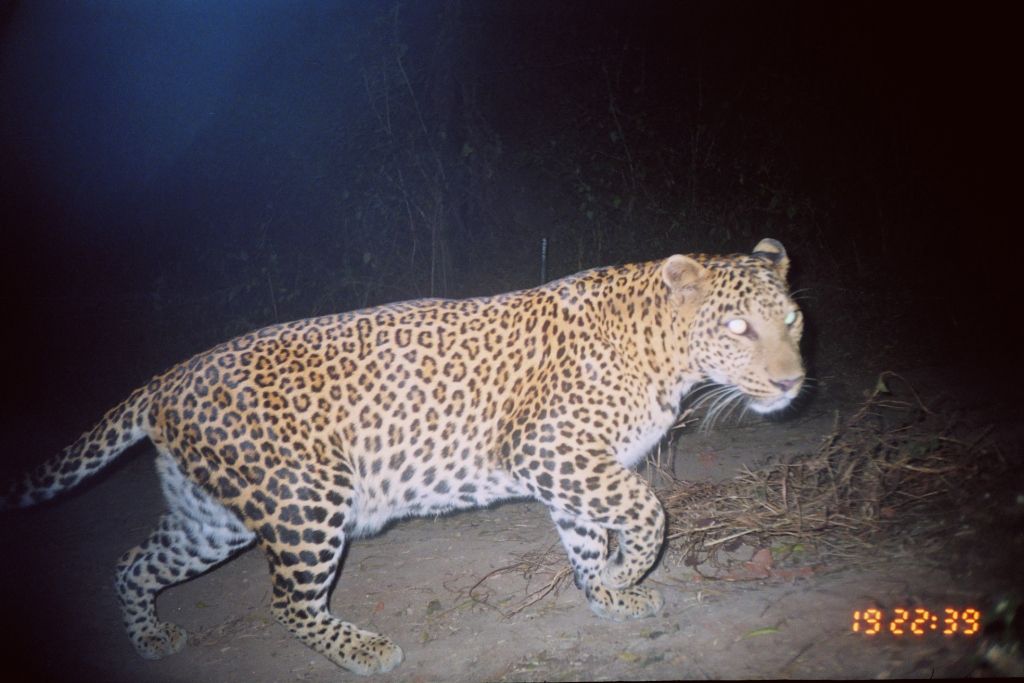 Leopard on camera