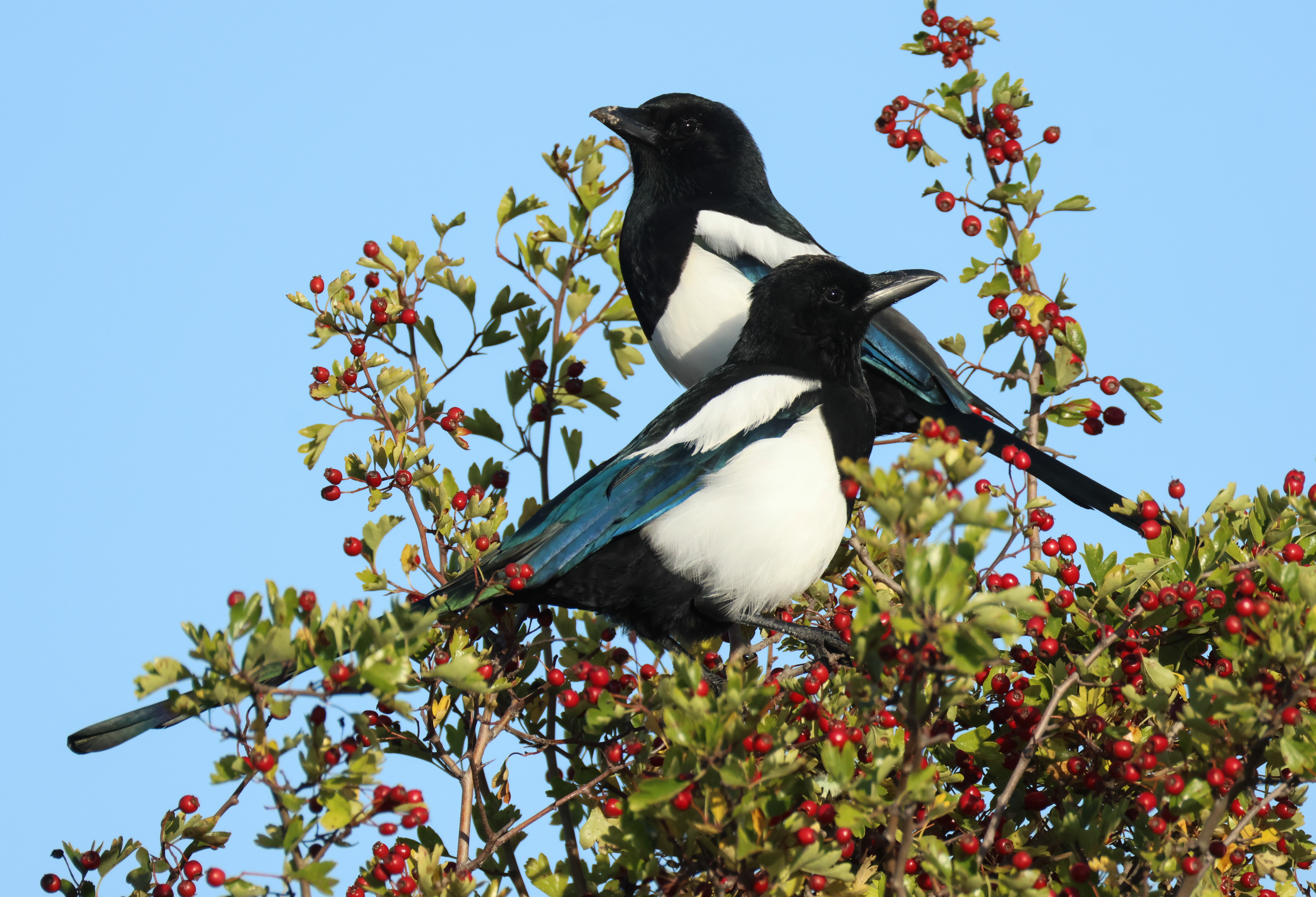 Magpie