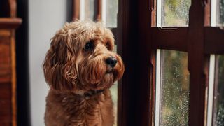 Dog staring out of the window on a rainy day