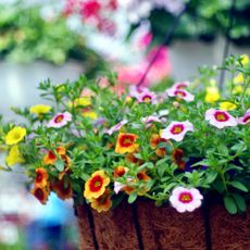 colorful pink, yellow and orange flowers growing in a hanging basket