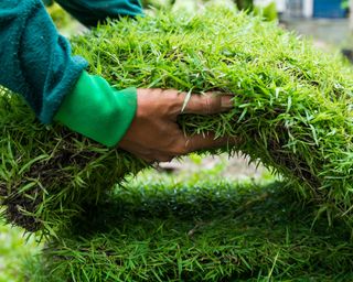 new turf for lawn