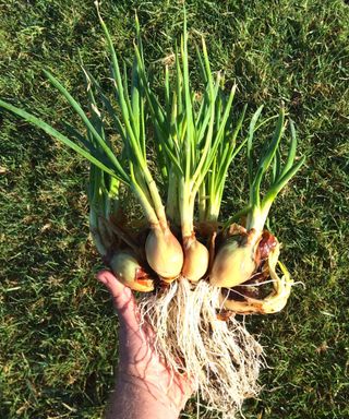 A harvest of potato onions