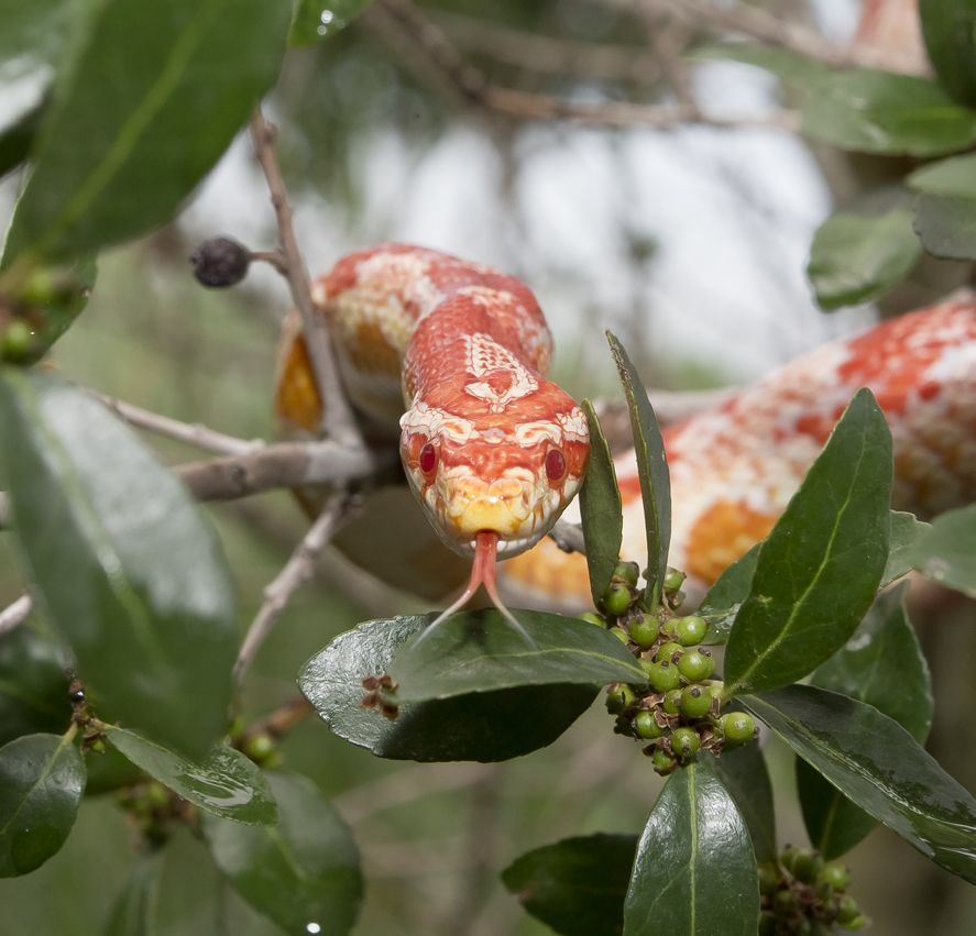 snake in tree