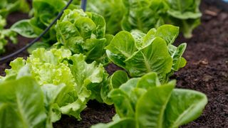 Fresh lettuce growing in garden