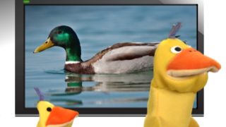 Ducks (puppets and real ones) on Baby Einstein.