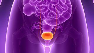 illustration of the anatomy of a bladder.