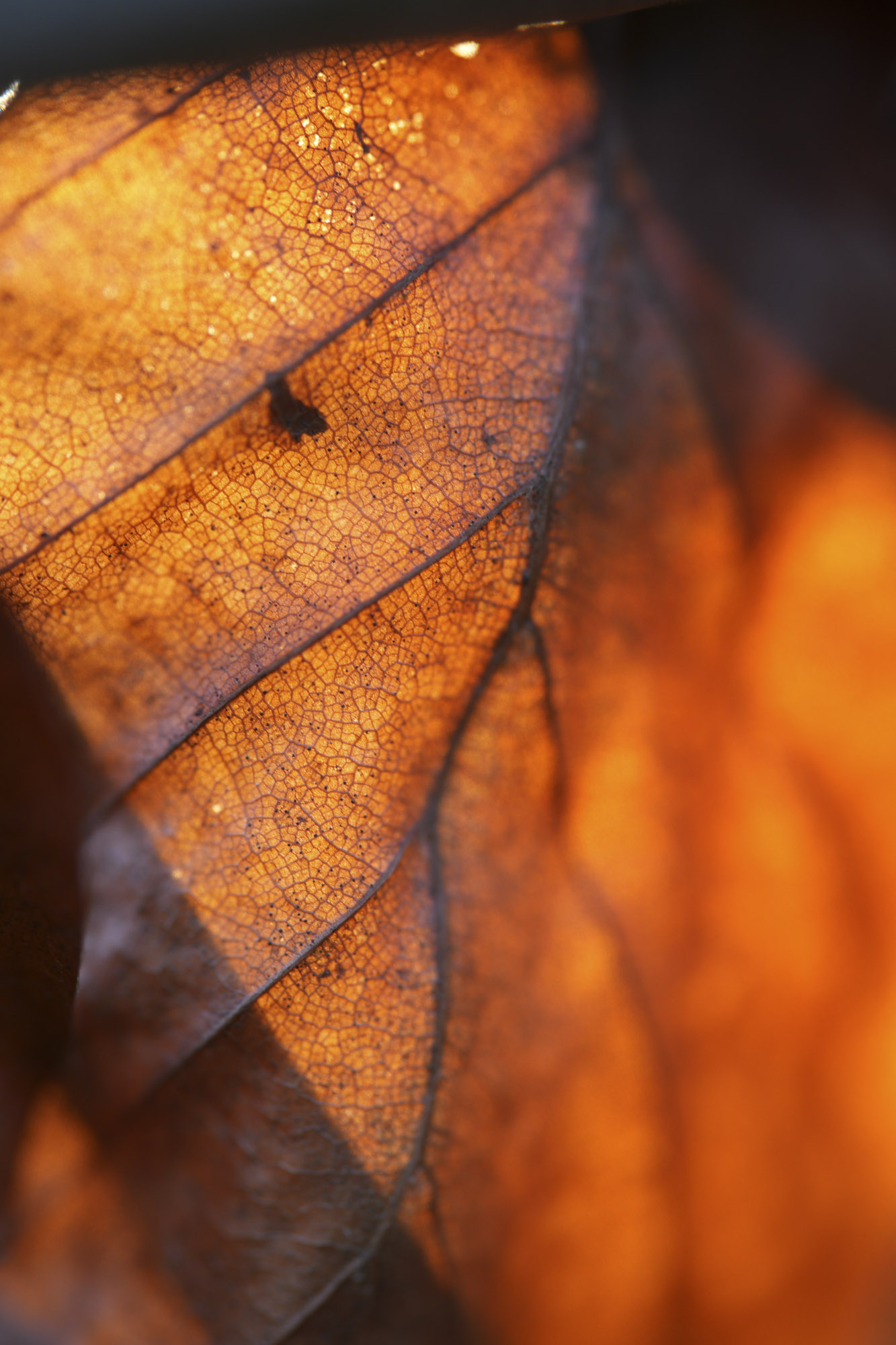 A test shot with the Sony FE 100mm f/2.8 Macro GM OSS showing its macro capabilities on some outdoor subjects