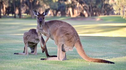 Kangaroos on a golf course