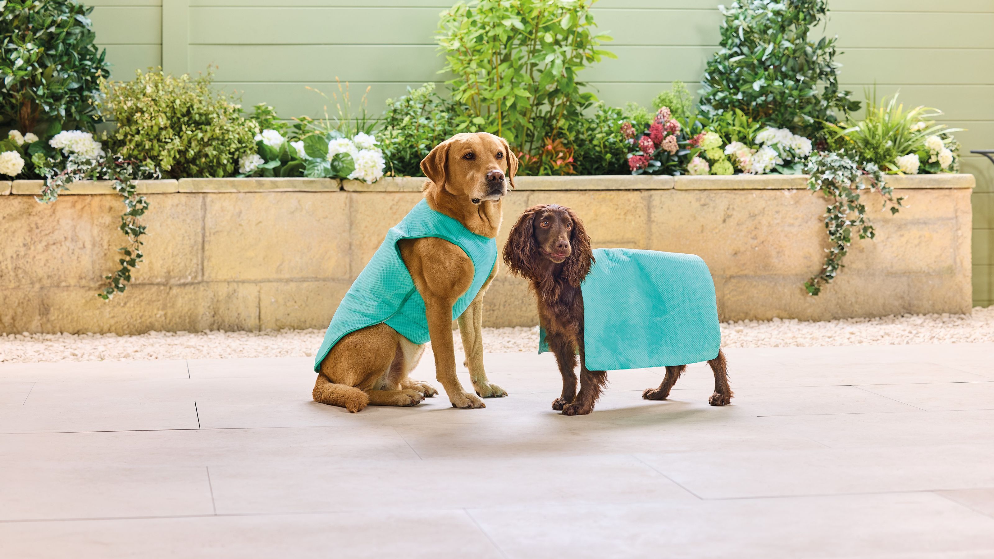 Aldi cooling pet vest anf towel on two brown dogs on a patio.