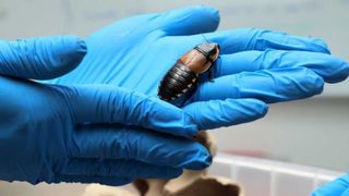 Officials found giant cockroaches in the Blaberidae family among the smuggled arthropods.