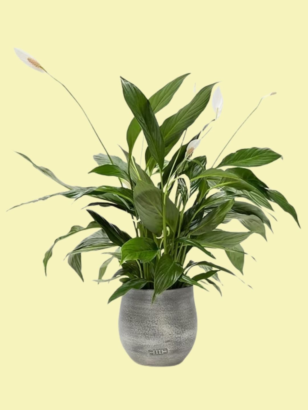 The Little Botanical, Peace Lily Big Grey Pot