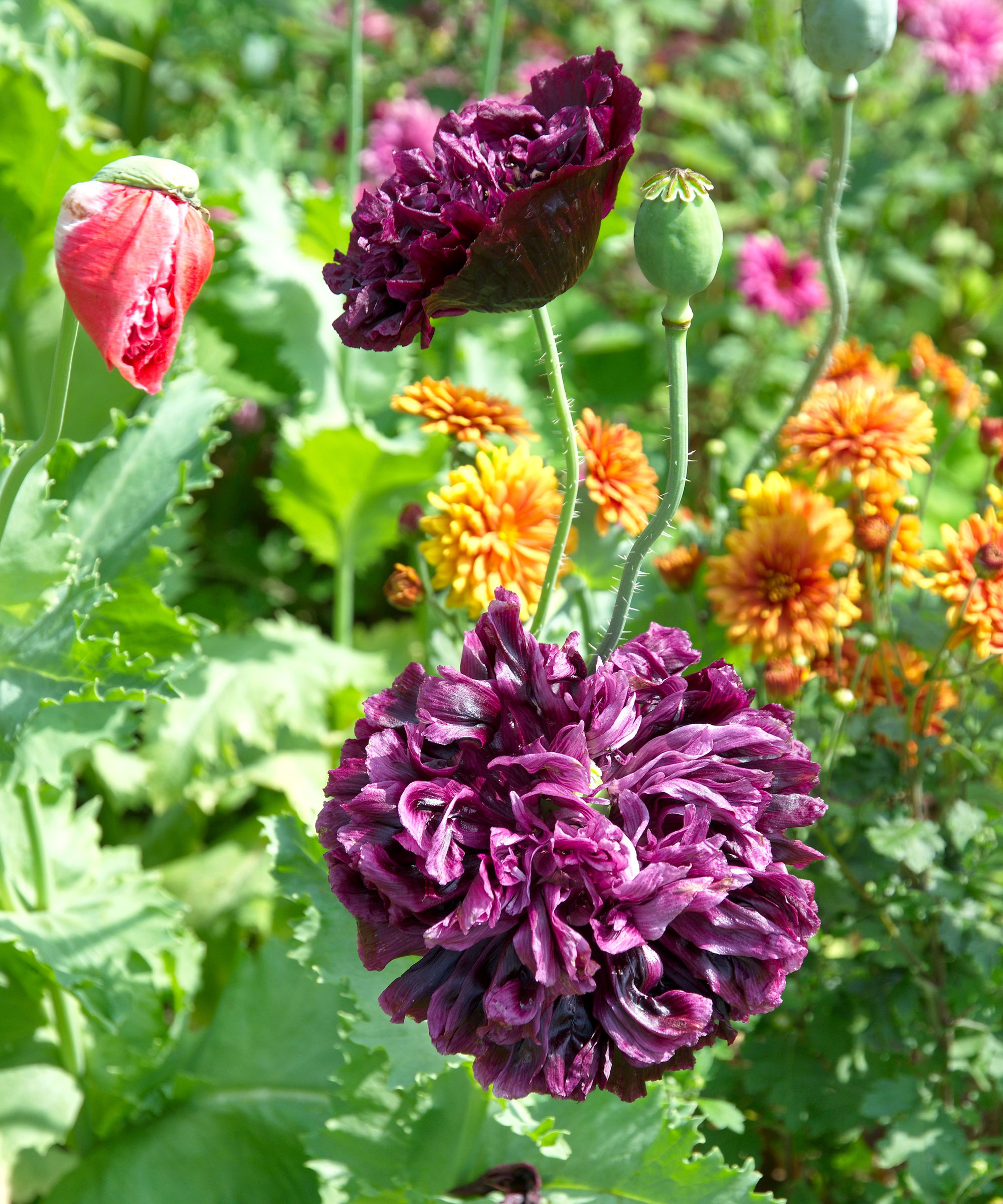 purple peony poppies growing in cottage garden