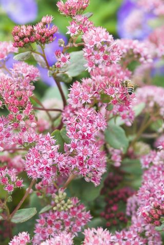 Stonecrop sedum with bee on bloom