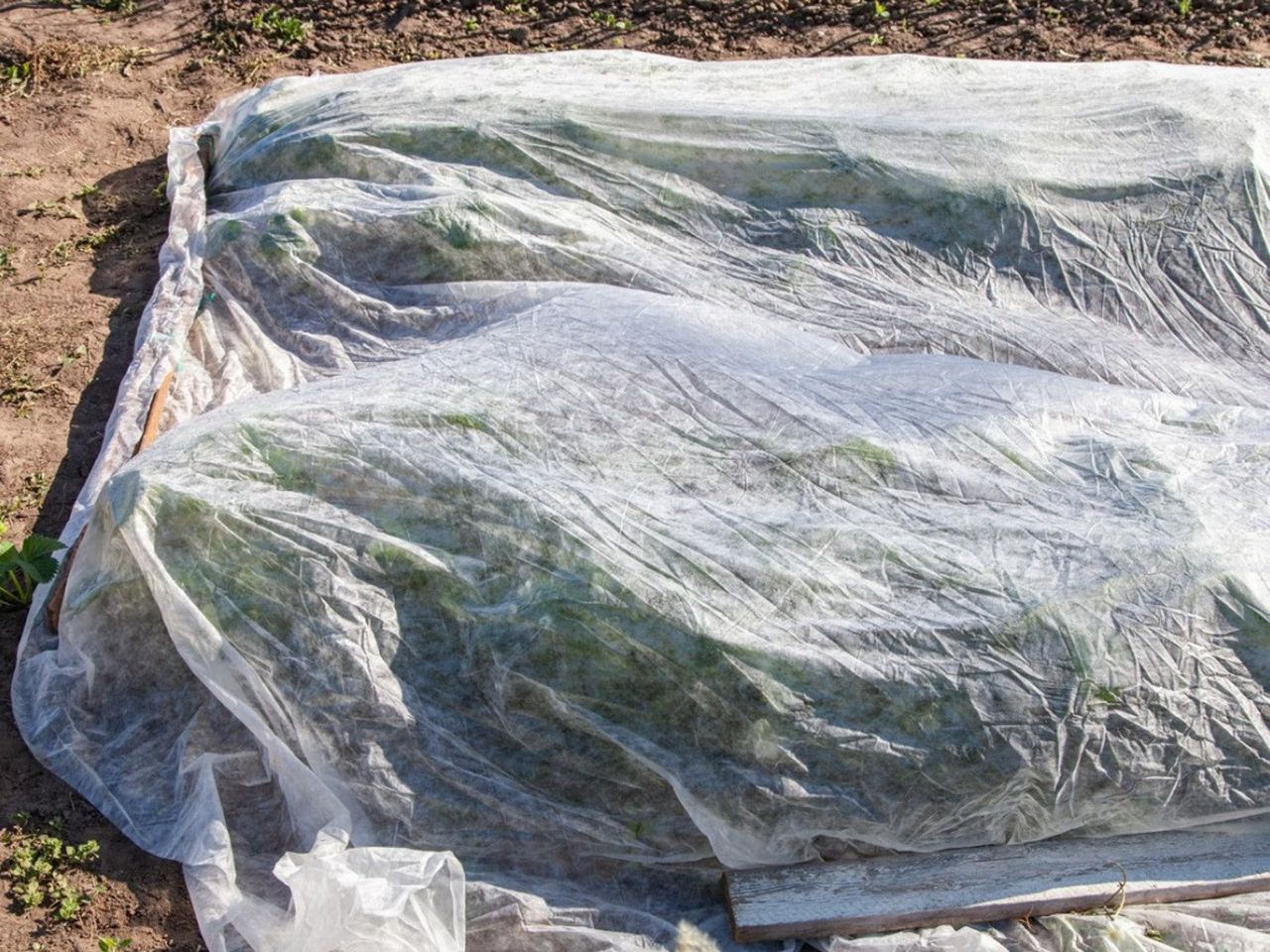 A Frost Blanket Over Vegetables In The Garden