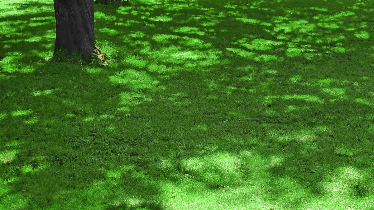 Grass in shaded garden