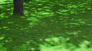 Grass in shaded garden