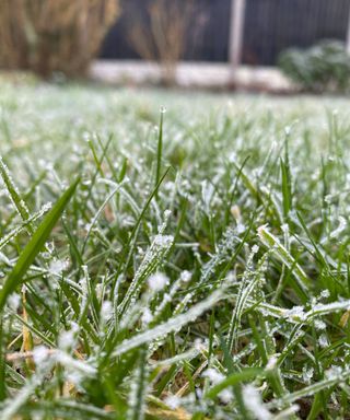 grass frozen after a winter frost