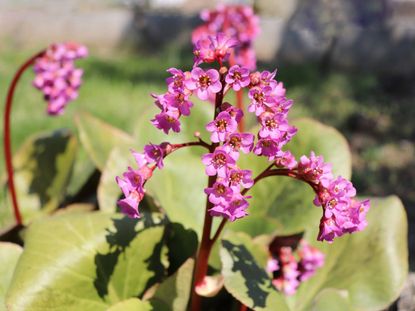 Pink Bergenia Flowers