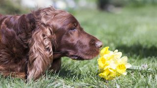 Setter sniffing daffodils