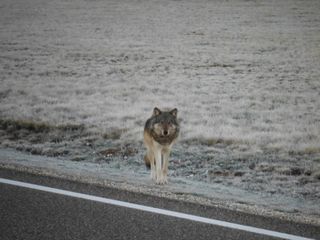 Grand Canyon wolf