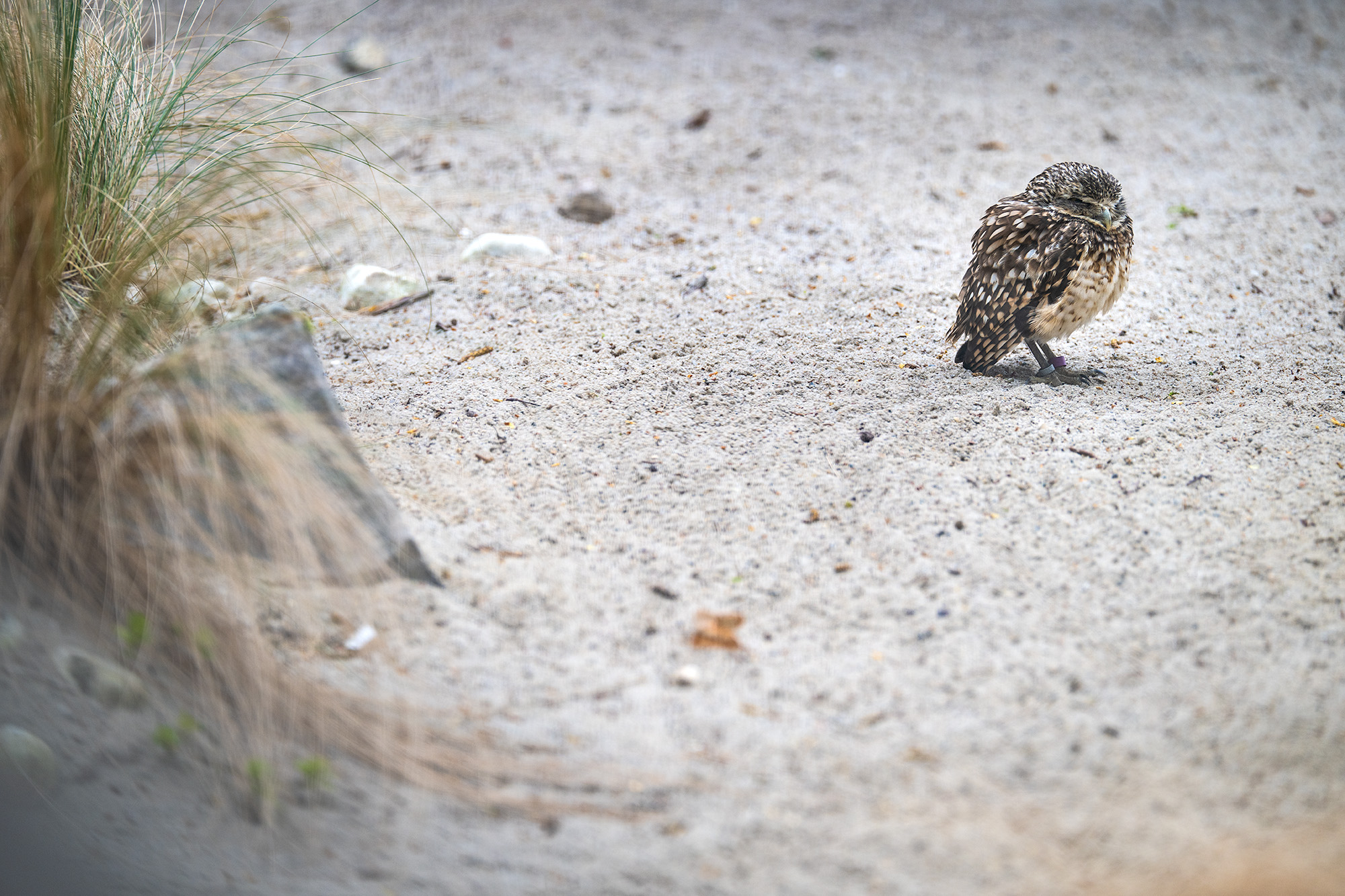 Burrowing owl in desert-like setting