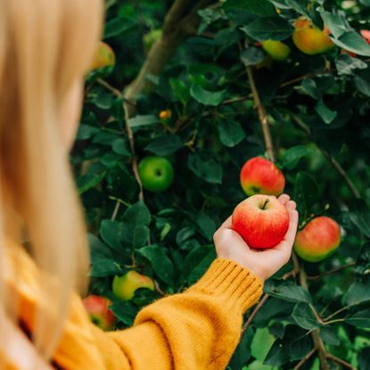 Woman picking apple from apple tree