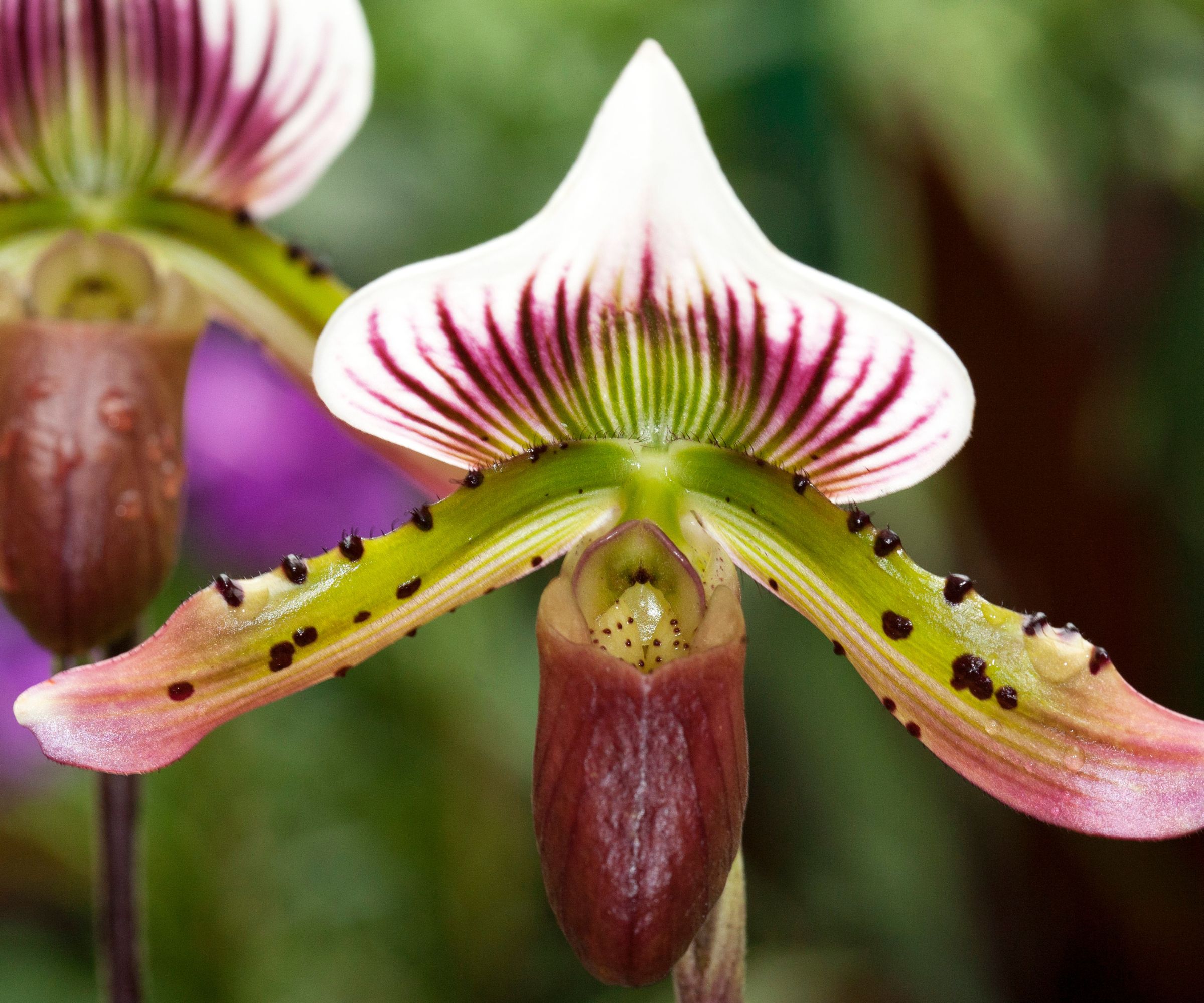 Paphilopedilum orchid in extreme closeup