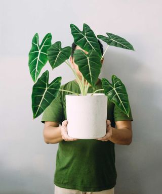 Alocasia micholitziana 'Frydek’ in pot