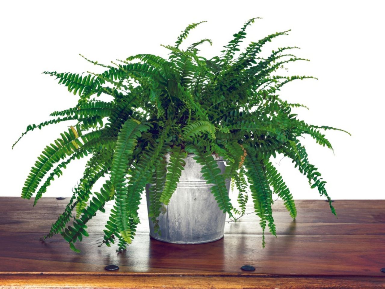 Potted Boston Fern