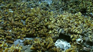 The mussel beds at hydrothermal vents form a teeming expanse that contains an estimated half a million mussels.