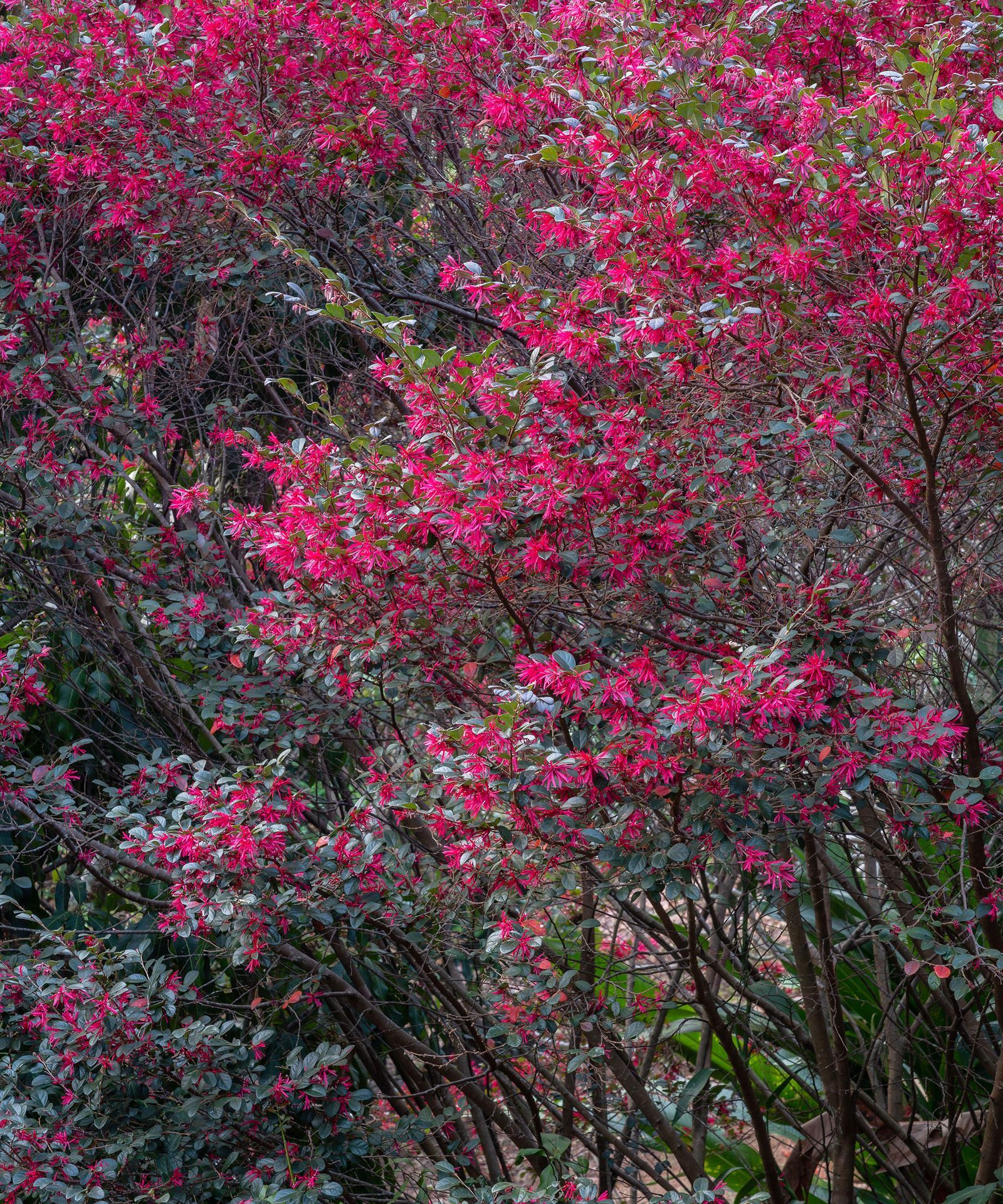 Loropetalum care and growing guide Homes and Gardens