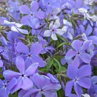 blue moon phlox in bloom